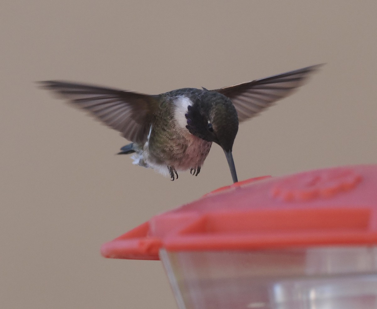 Black-chinned Hummingbird - ML618342125
