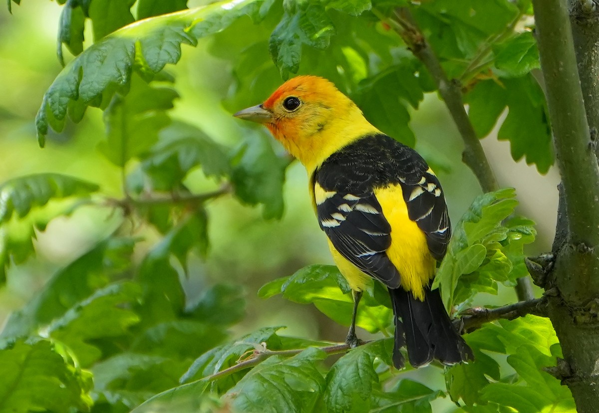 Western Tanager - ML618342127