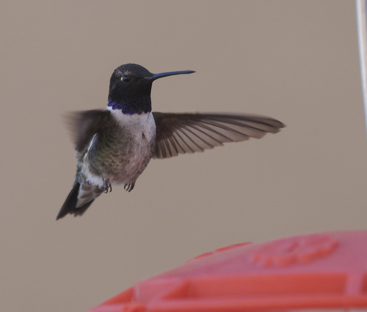 Black-chinned Hummingbird - ML618342130
