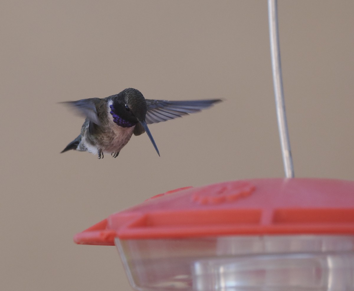 Black-chinned Hummingbird - ML618342131