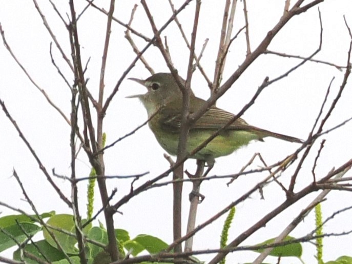Bell's Vireo - Vincent O'Brien