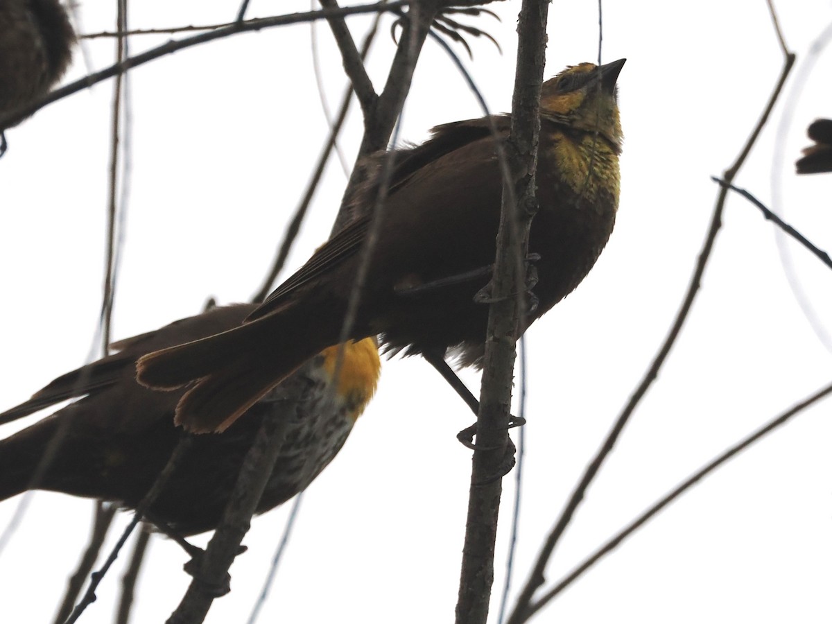 Yellow-headed Blackbird - ML618342169