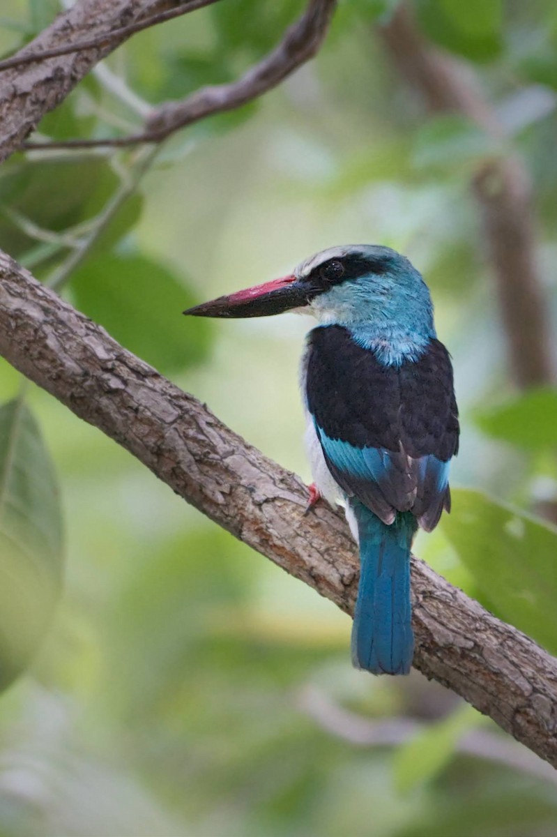 Blue-breasted Kingfisher - ML618342172