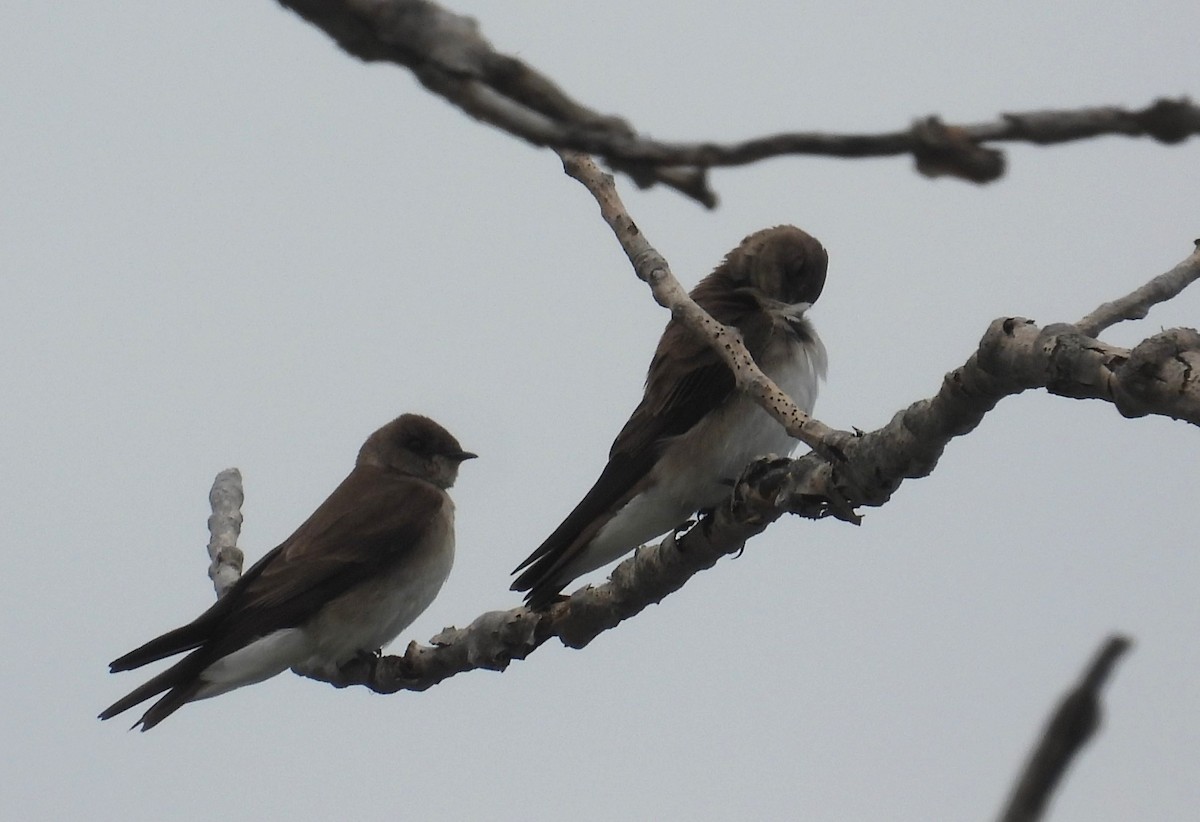 Northern Rough-winged Swallow - ML618342175