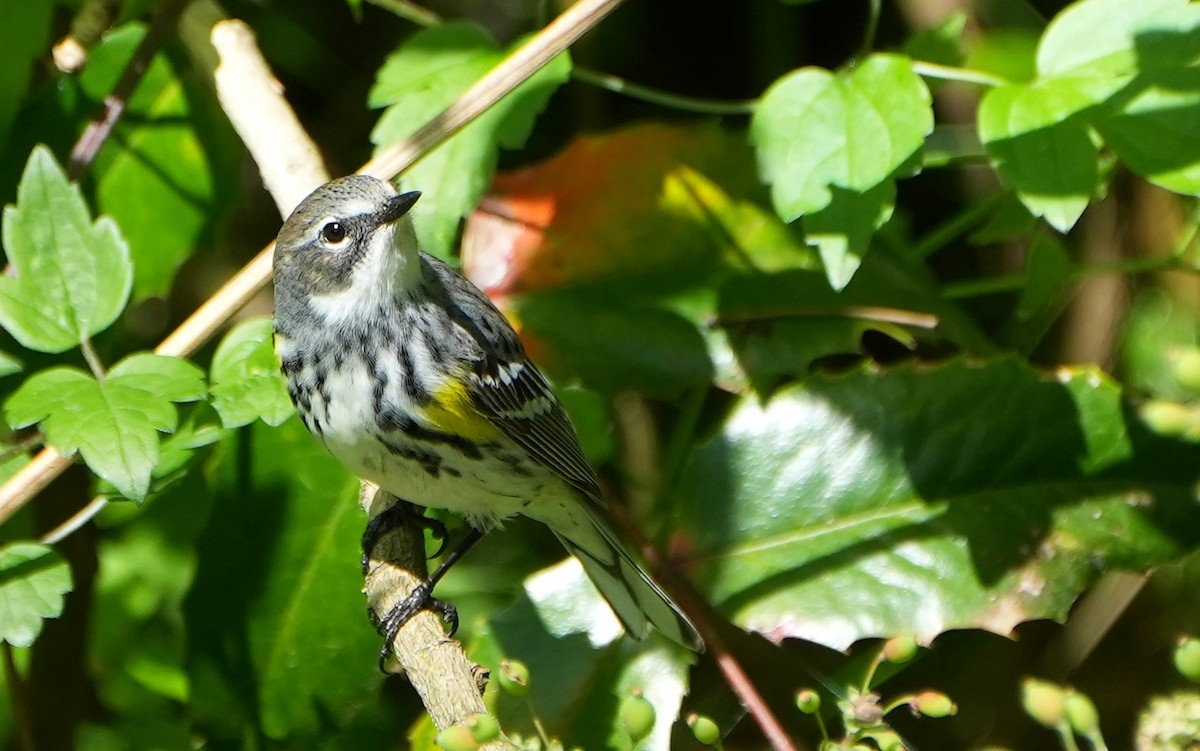Yellow-rumped Warbler (Myrtle) - Jack Maynard