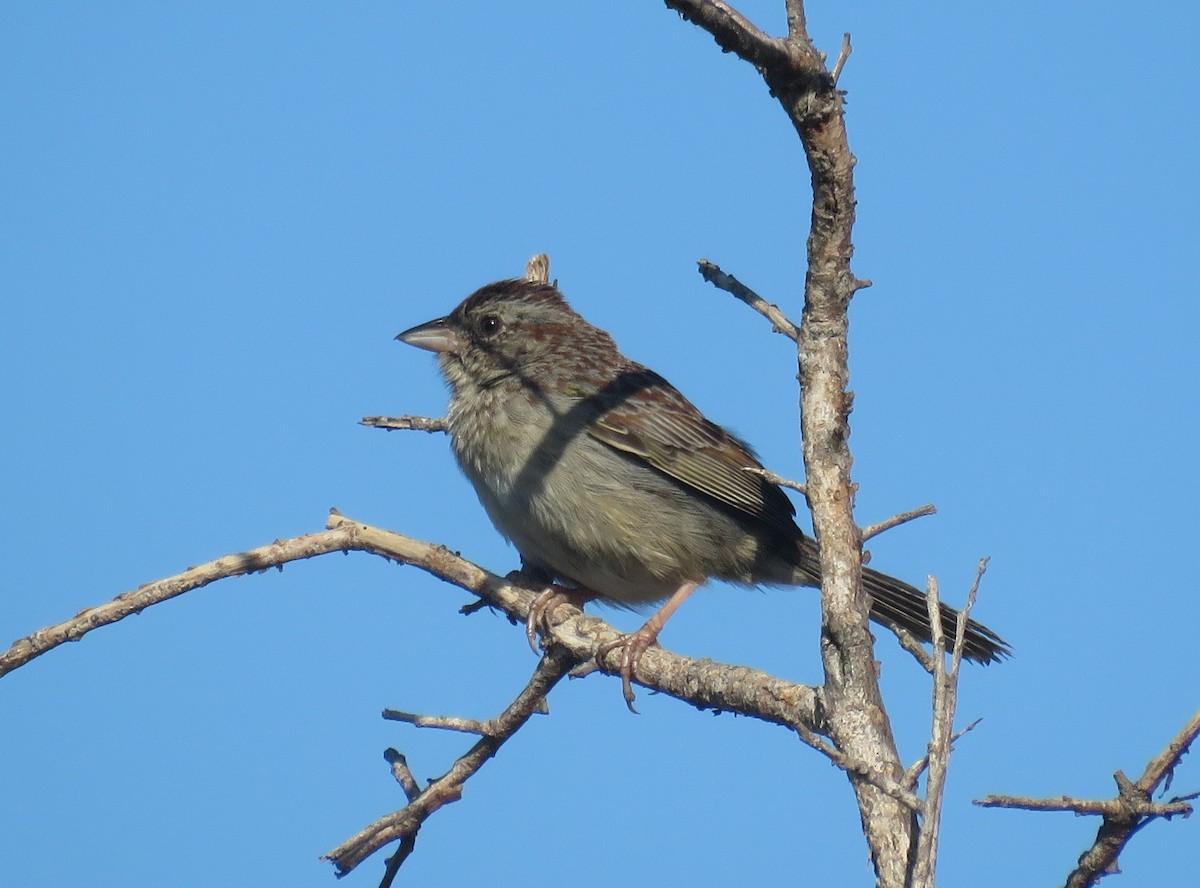 Bachman's Sparrow - ML618342177