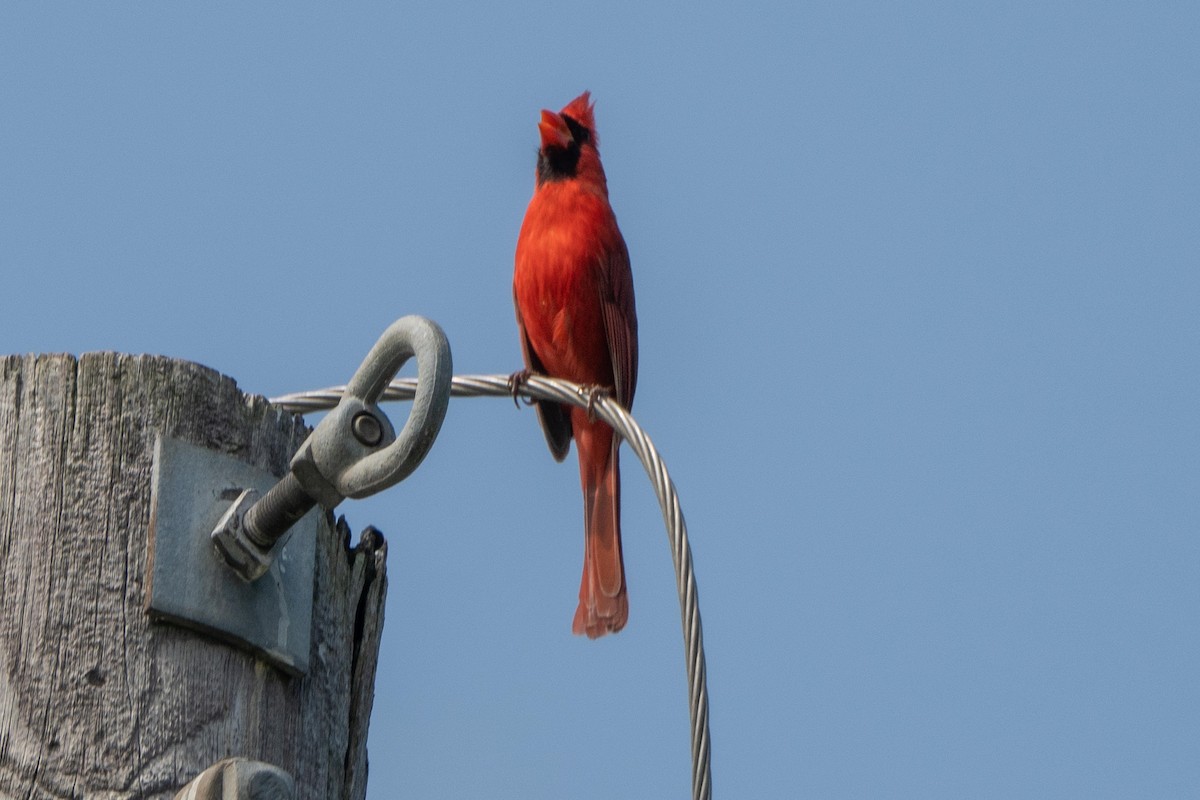 Northern Cardinal - Hoiman Low