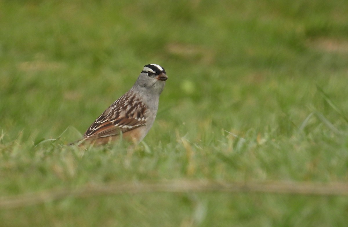 White-crowned Sparrow - ML618342187