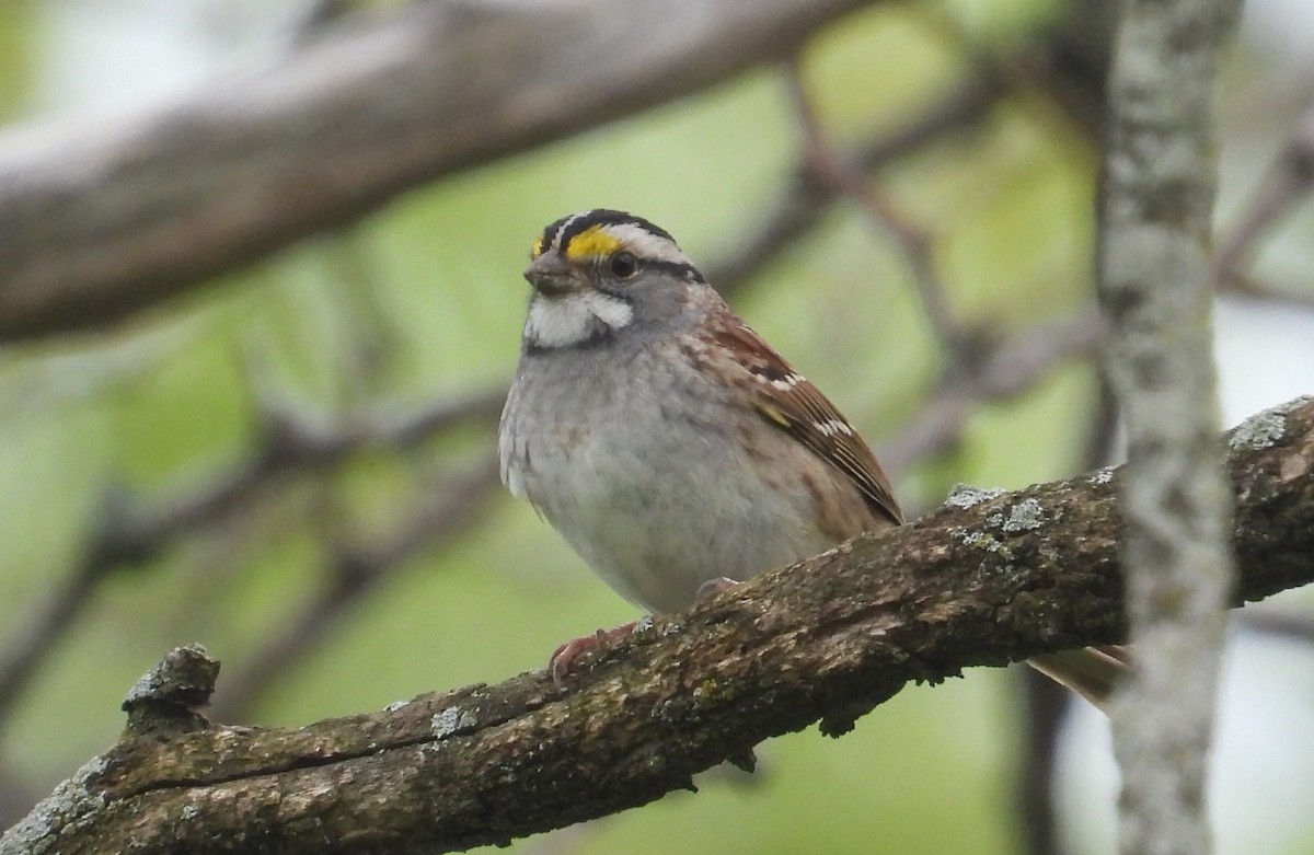 White-throated Sparrow - ML618342193