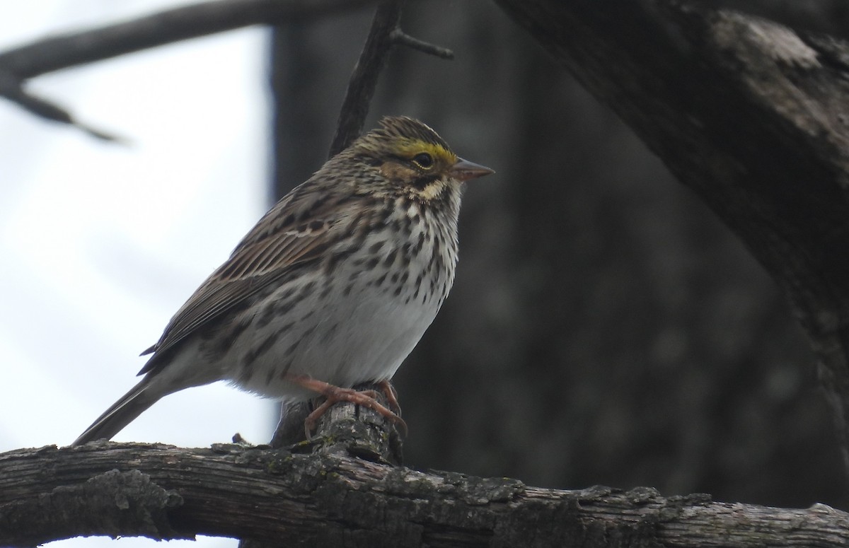 Savannah Sparrow - ML618342197