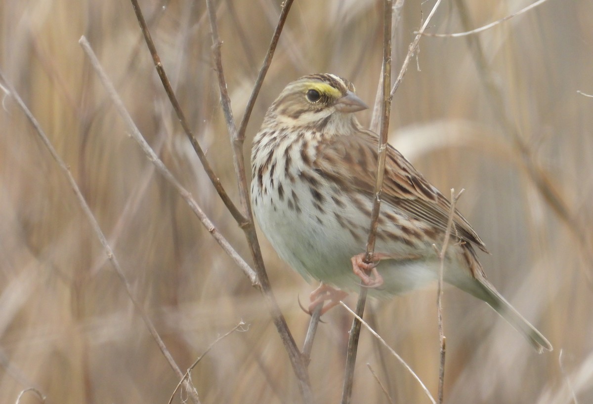 Savannah Sparrow - ML618342200