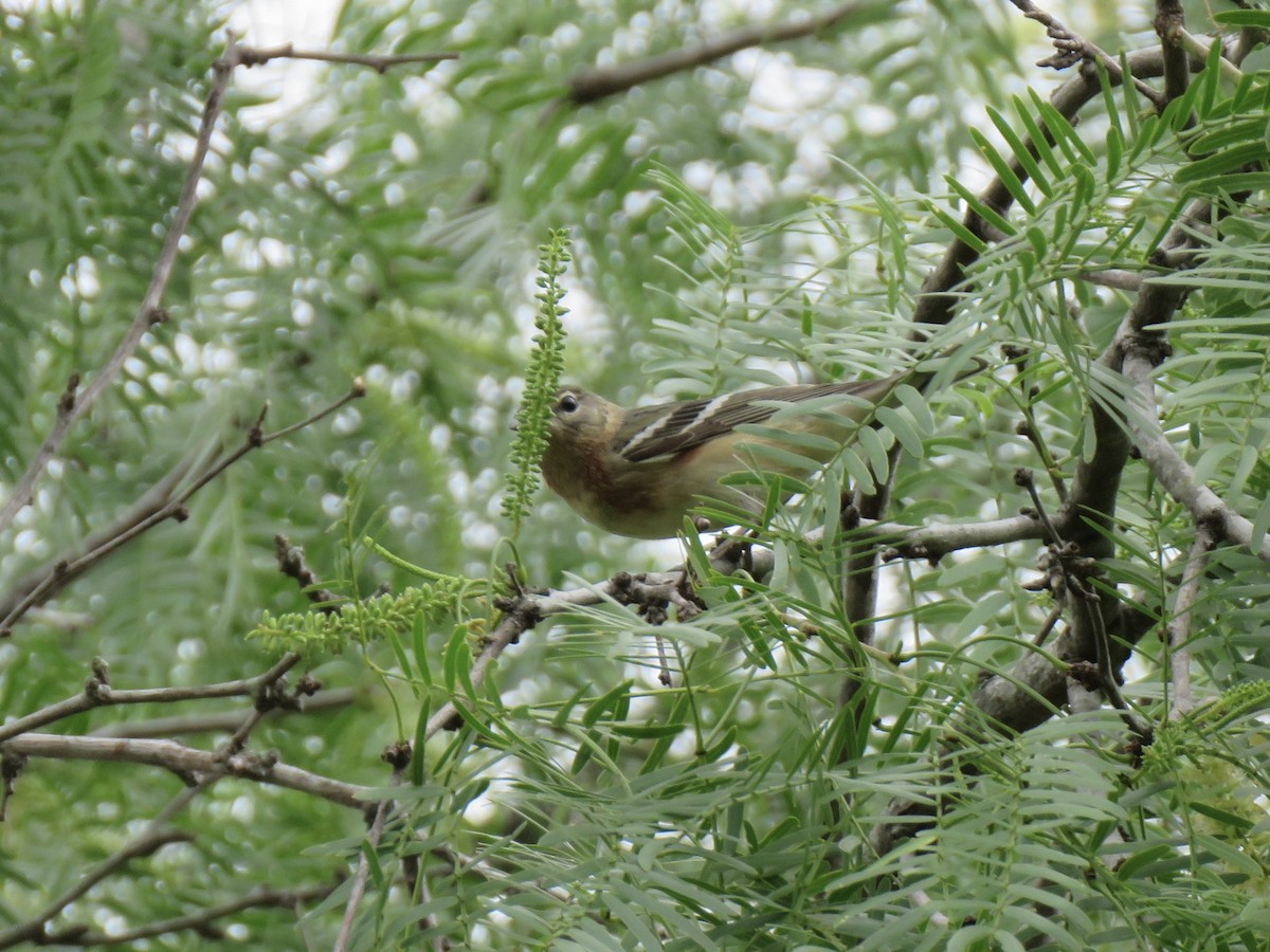 Bay-breasted Warbler - ML618342213
