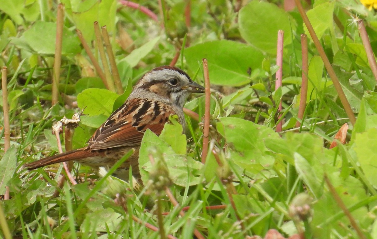 Swamp Sparrow - ML618342225