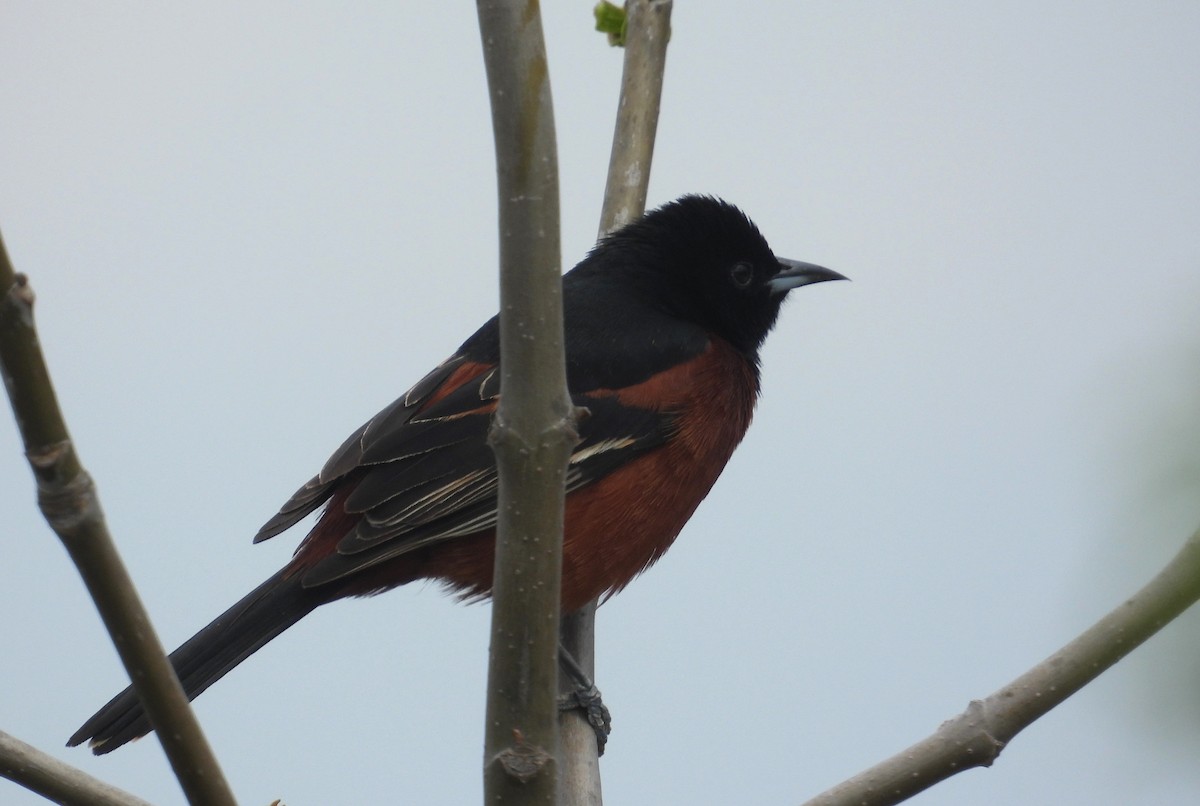 Orchard Oriole - ML618342227