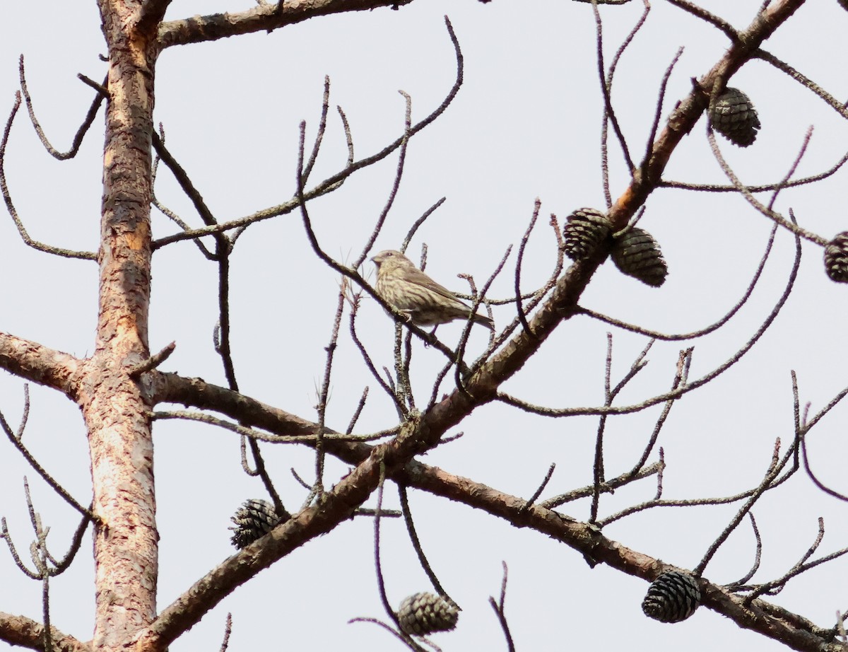 Red Crossbill (Northeastern or type 12) - ML618342238