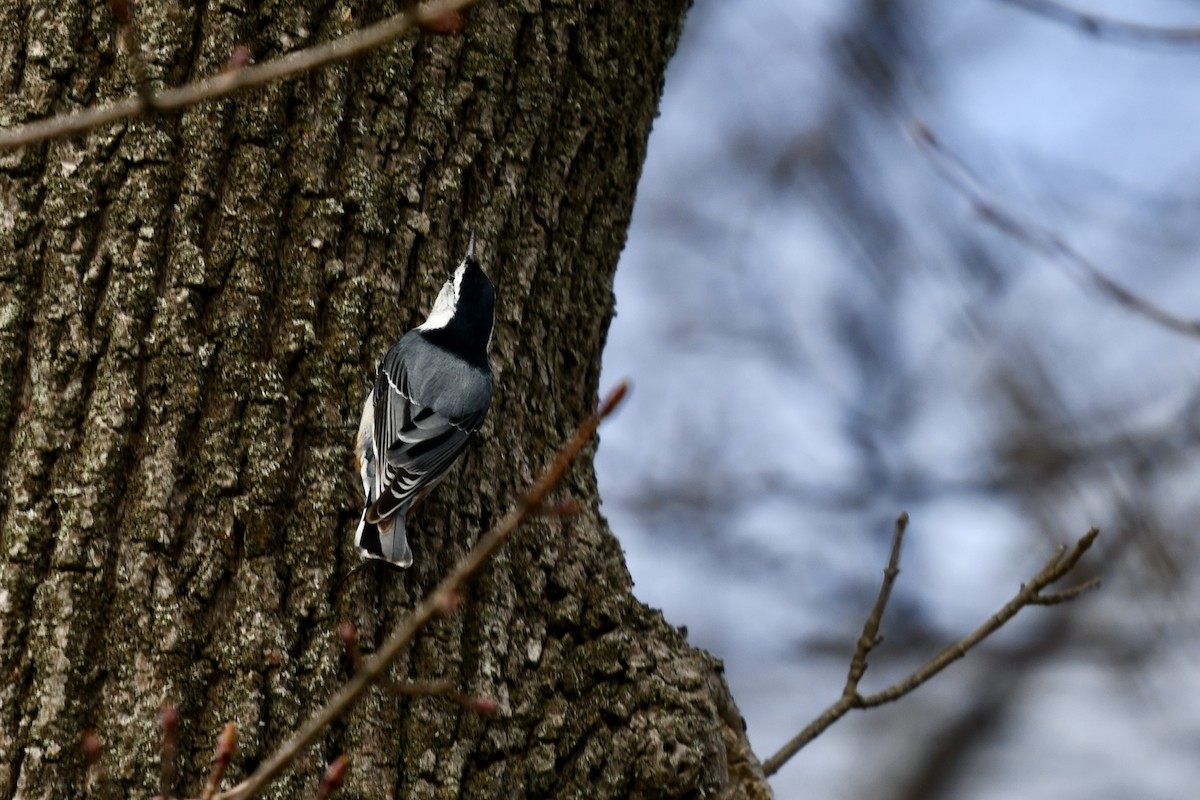White-breasted Nuthatch - ML618342267