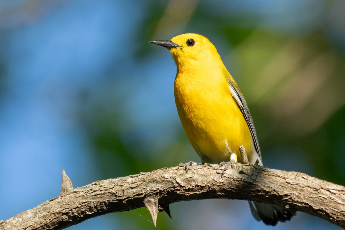 Prothonotary Warbler - ML618342272