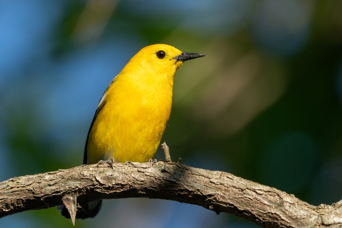 Prothonotary Warbler - ML618342273