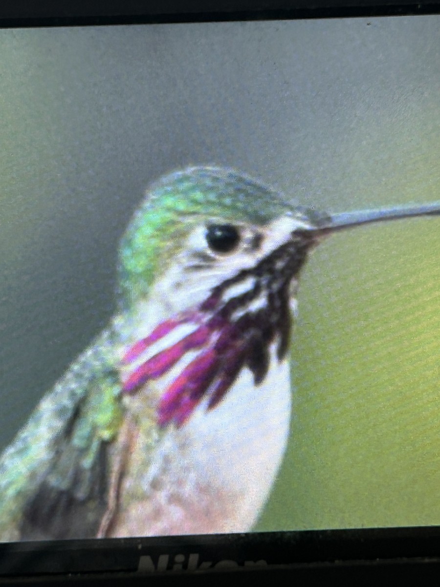 Calliope Hummingbird - ML618342285
