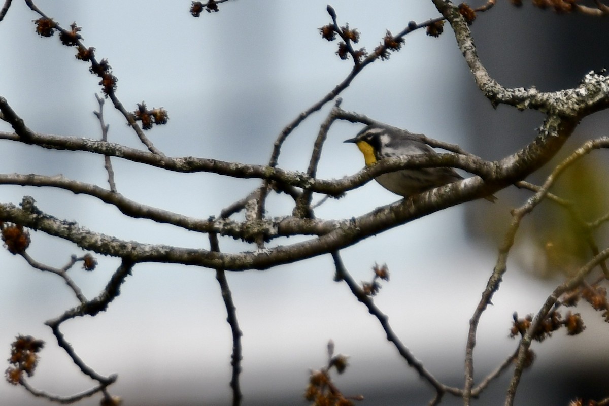 Yellow-throated Warbler - Susan Holmes