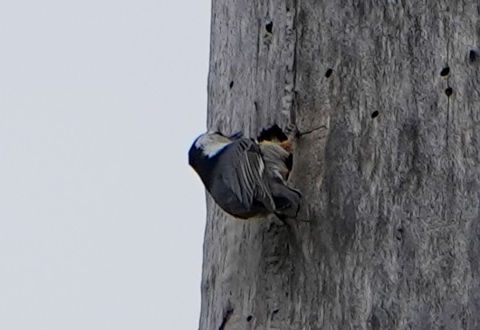 White-breasted Nuthatch - ML618342323