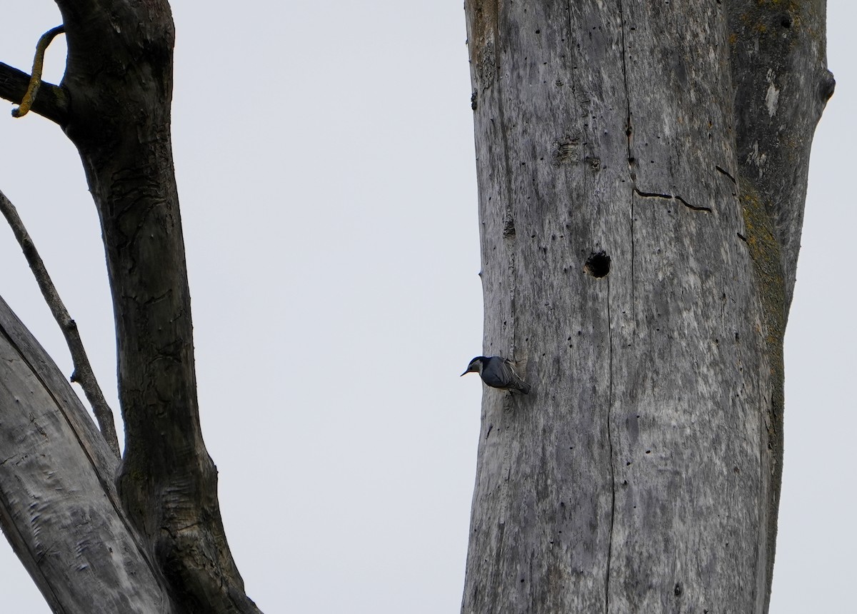 White-breasted Nuthatch - ML618342324