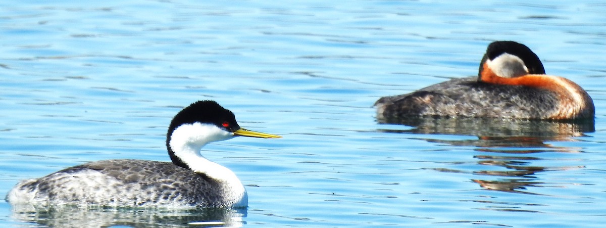 Red-necked Grebe - ML618342325