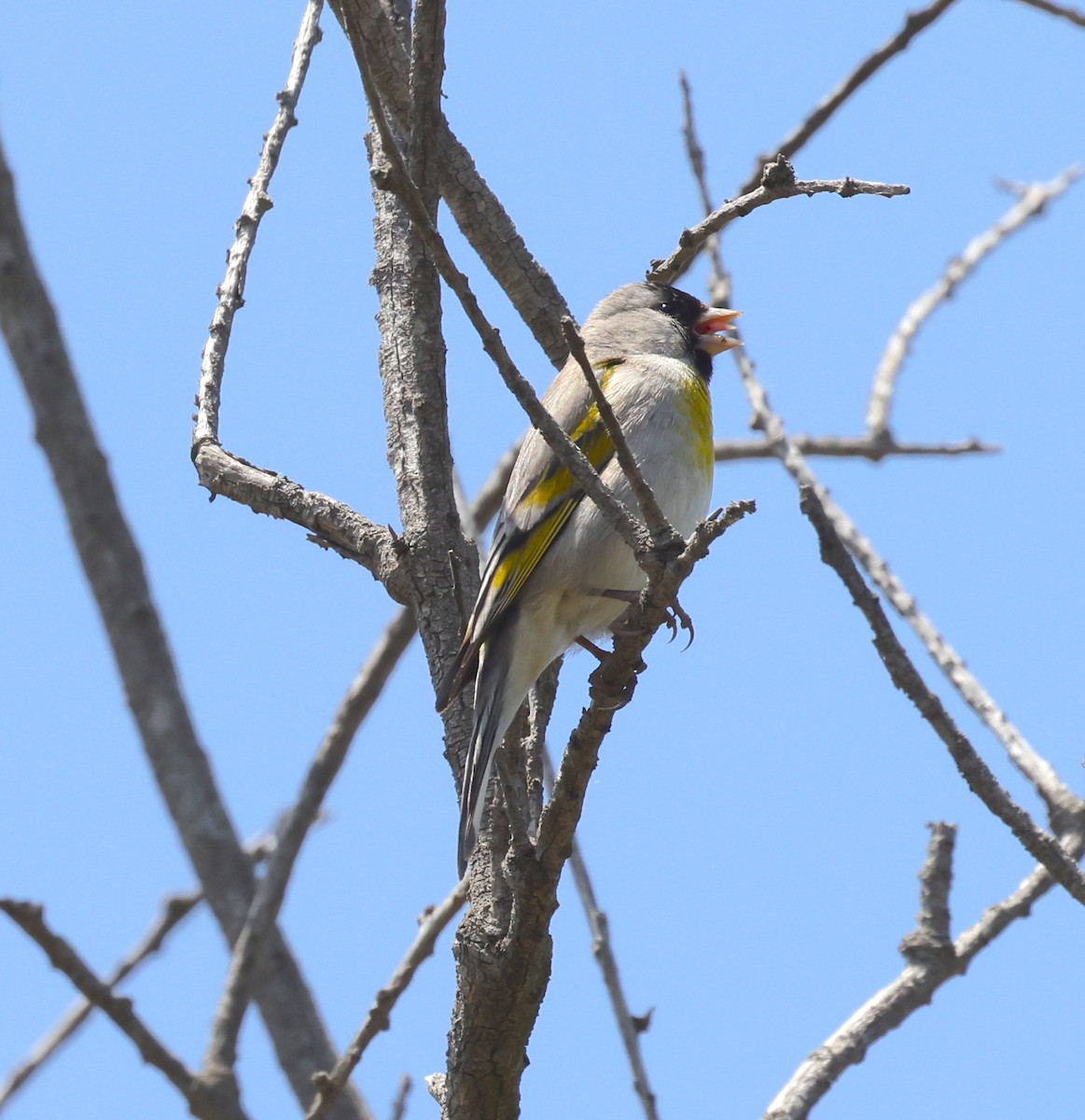 Lawrence's Goldfinch - ML618342327