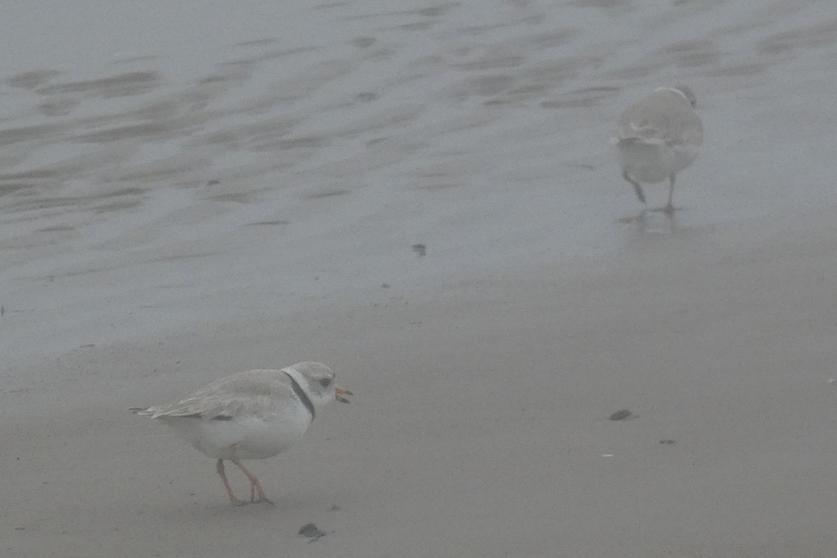 Piping Plover - ML618342330