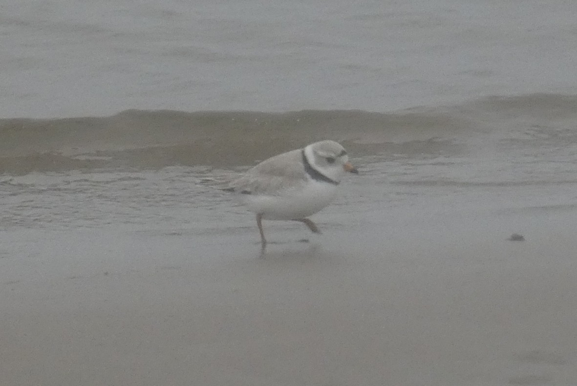 Piping Plover - ML618342334