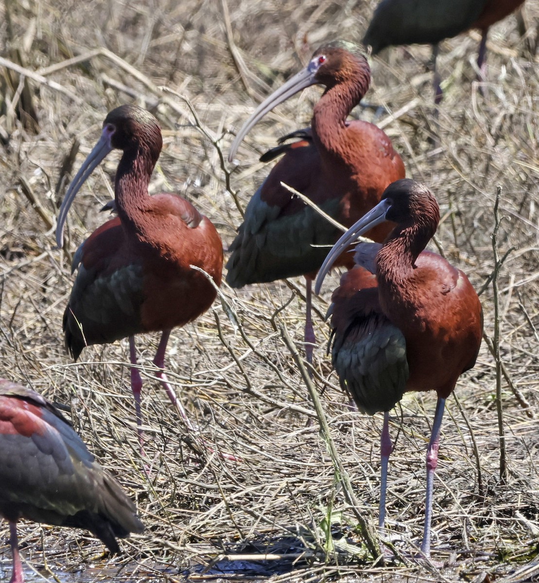ibis hnědý x americký (hybrid) - ML618342338