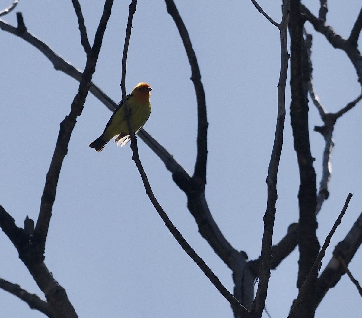Western Tanager - ML618342345