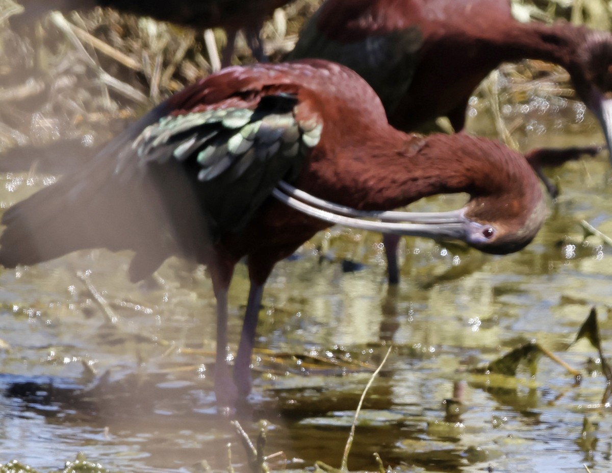 ibis hnědý x americký (hybrid) - ML618342356