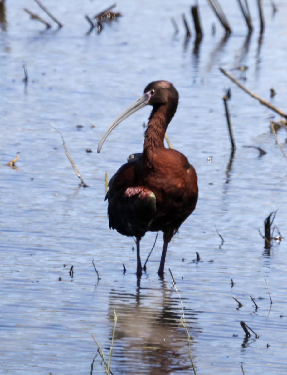 ibis hnědý x americký (hybrid) - ML618342370