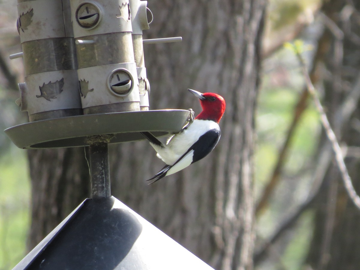 Red-headed Woodpecker - ML618342391