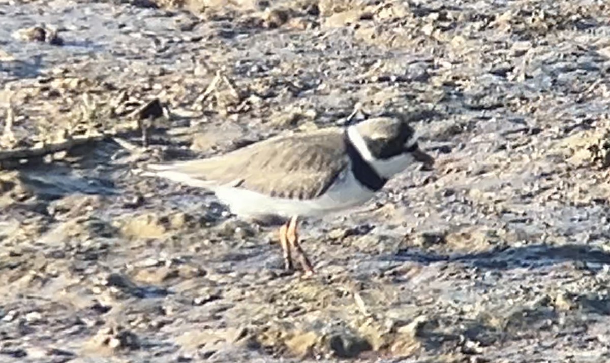 Semipalmated Plover - ML618342396