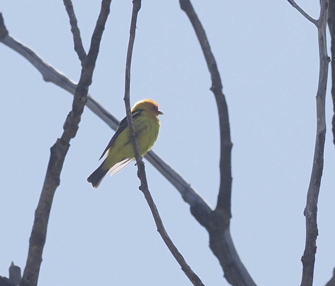 Western Tanager - ML618342441