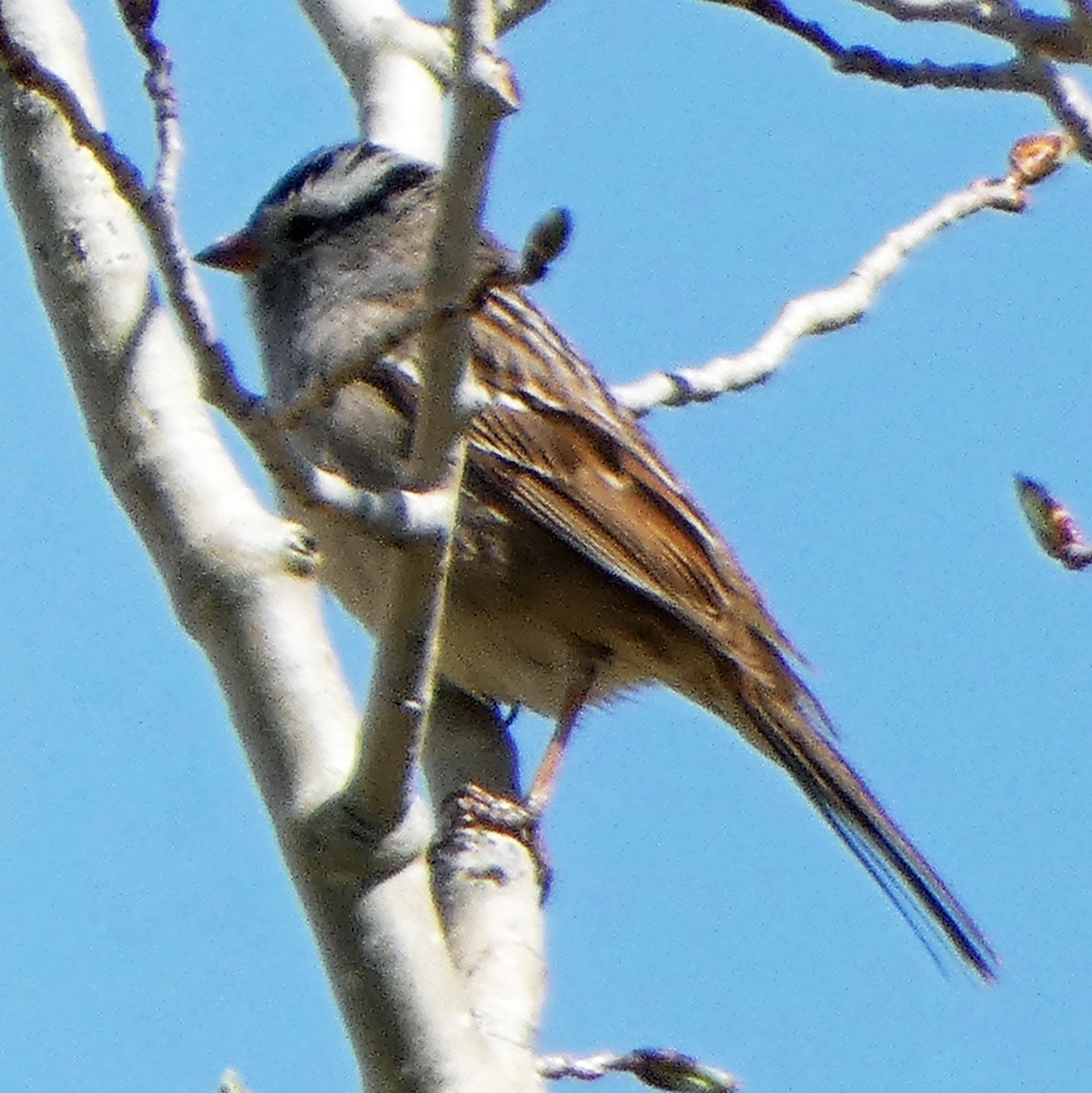 White-crowned Sparrow - ML618342460