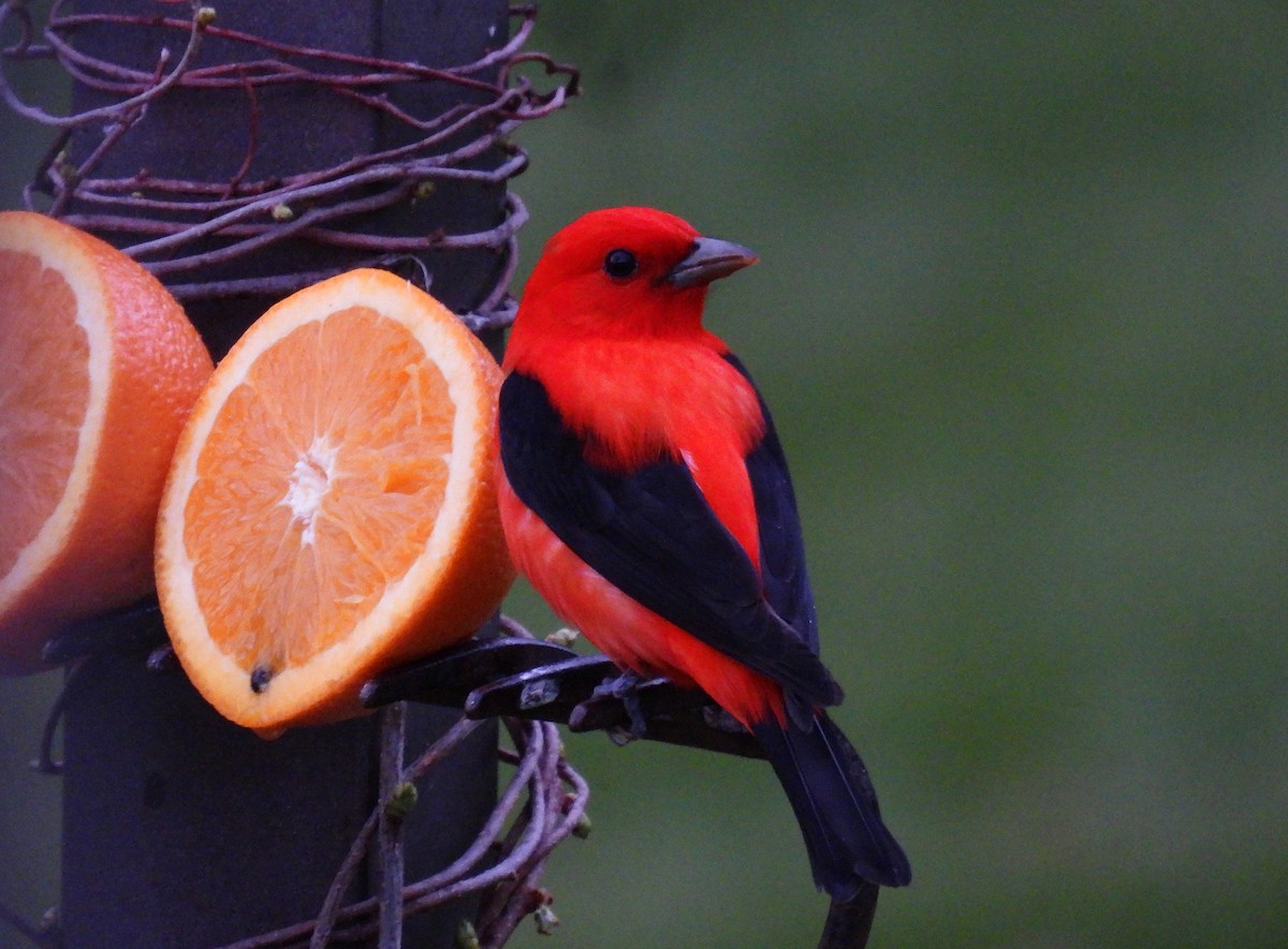 Scarlet Tanager - ML618342543