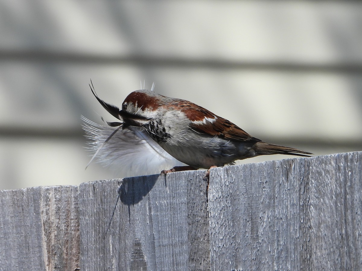 House Sparrow - valerie pelchat
