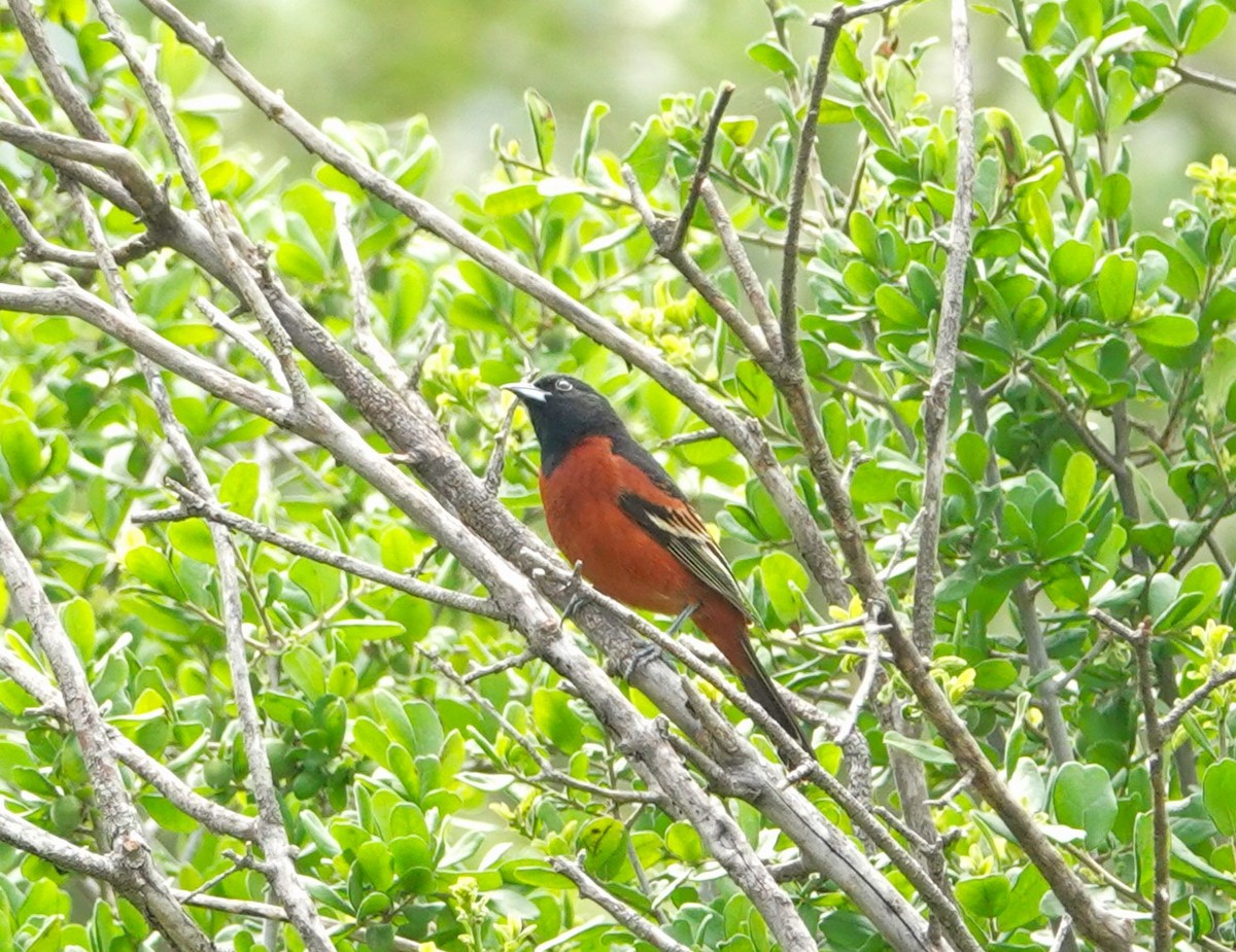 Orchard Oriole - ML618342556