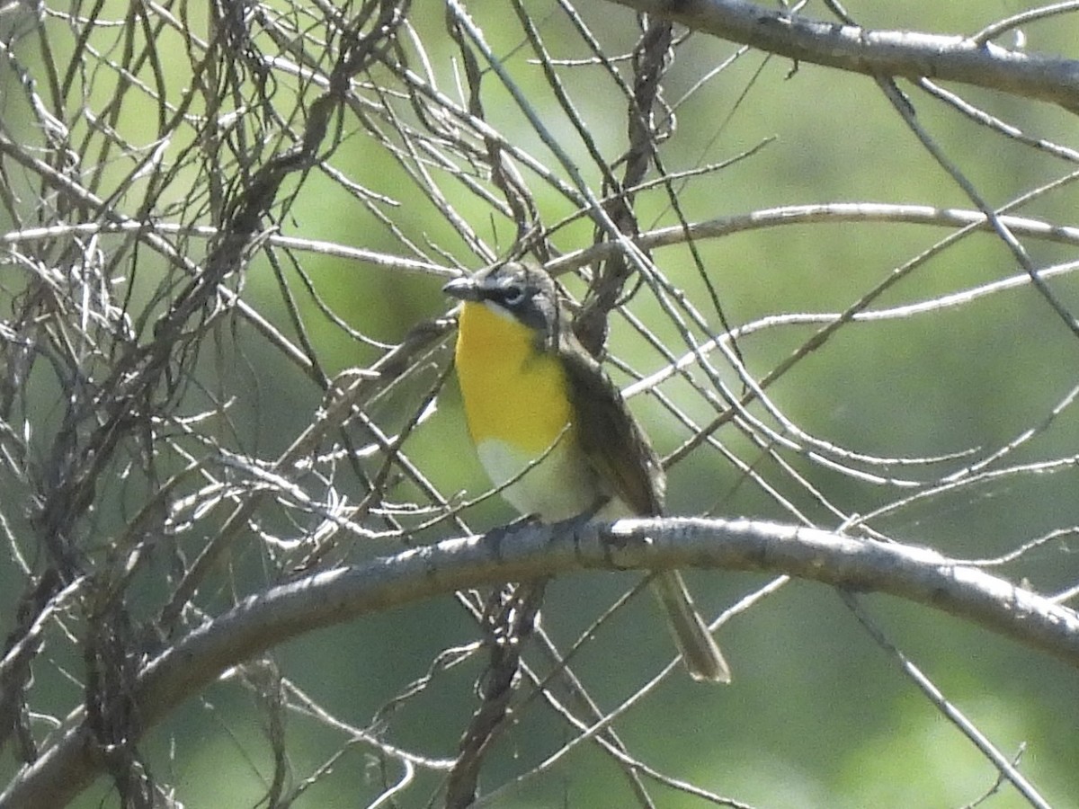 Yellow-breasted Chat - ML618342557