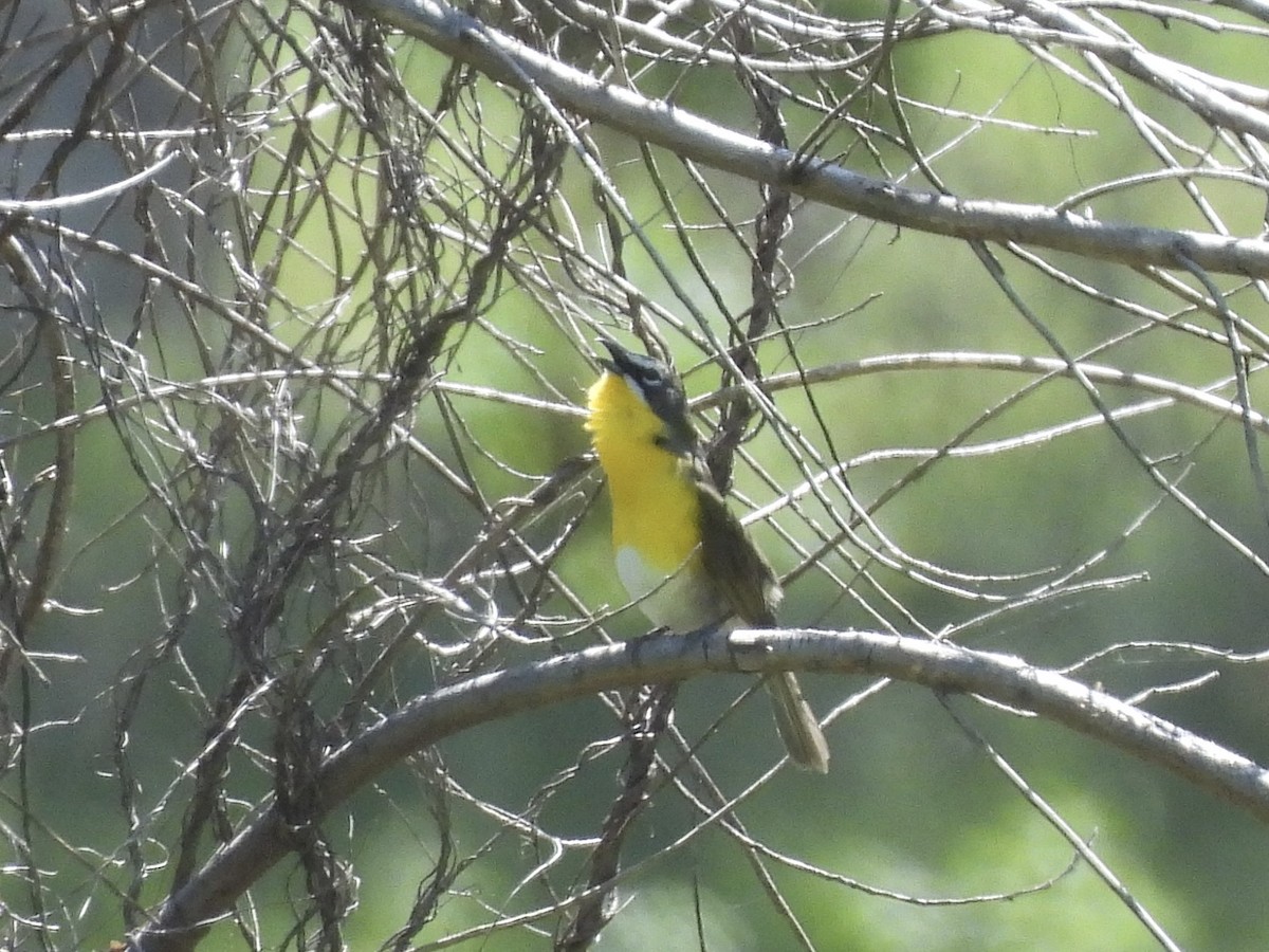 Yellow-breasted Chat - ML618342558