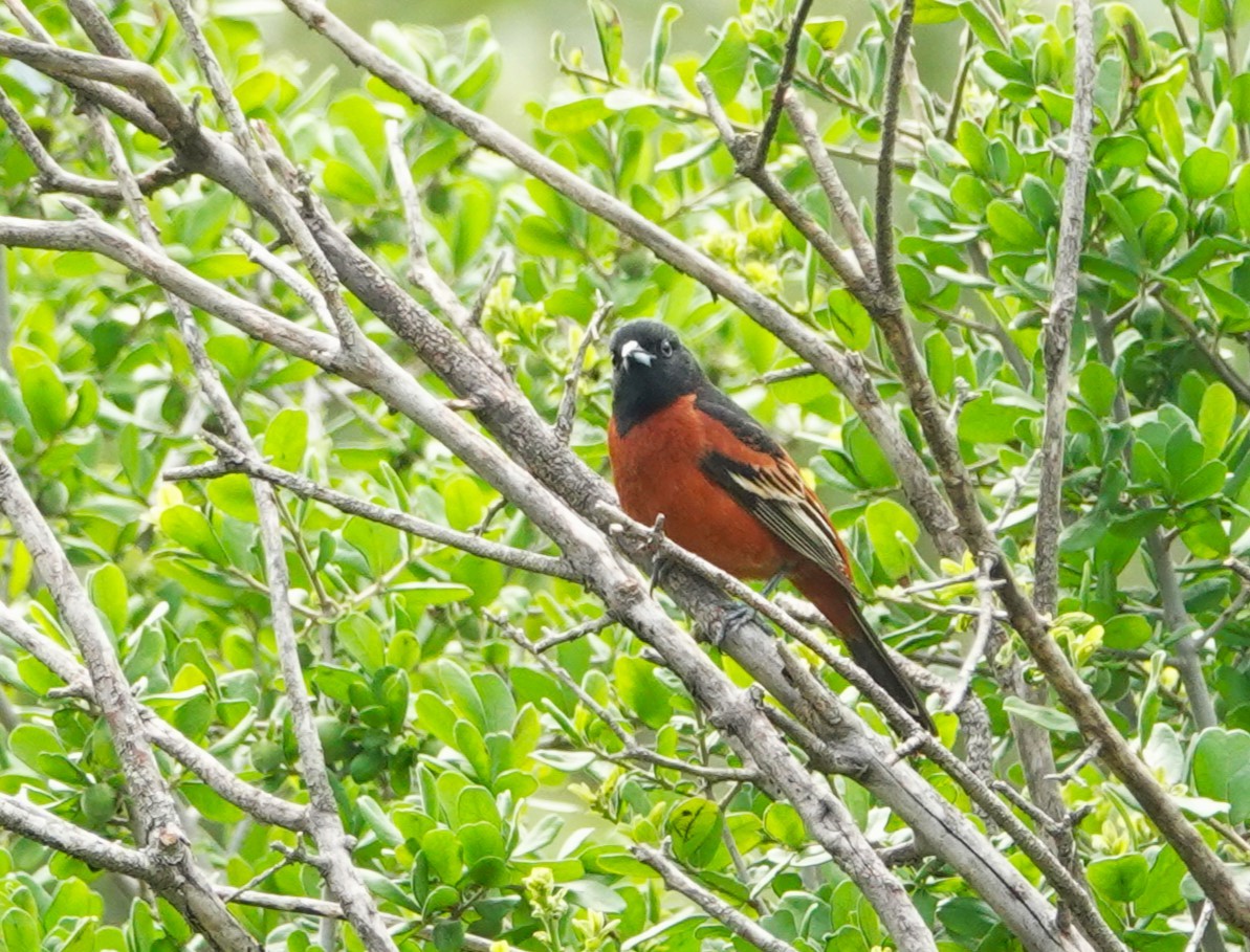 Orchard Oriole - ML618342559