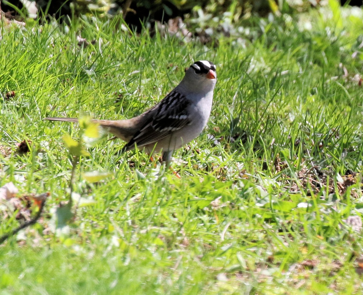 White-crowned Sparrow - ML618342560