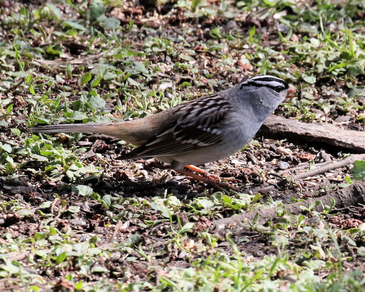 White-crowned Sparrow - Kernan Bell