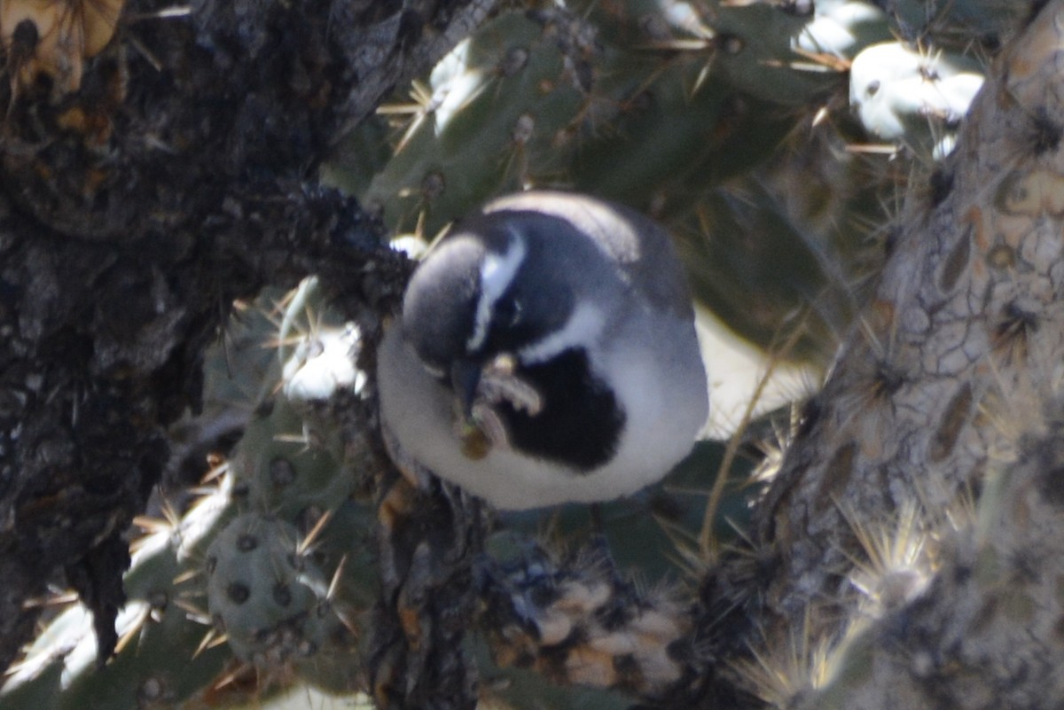Black-throated Sparrow - ML618342572