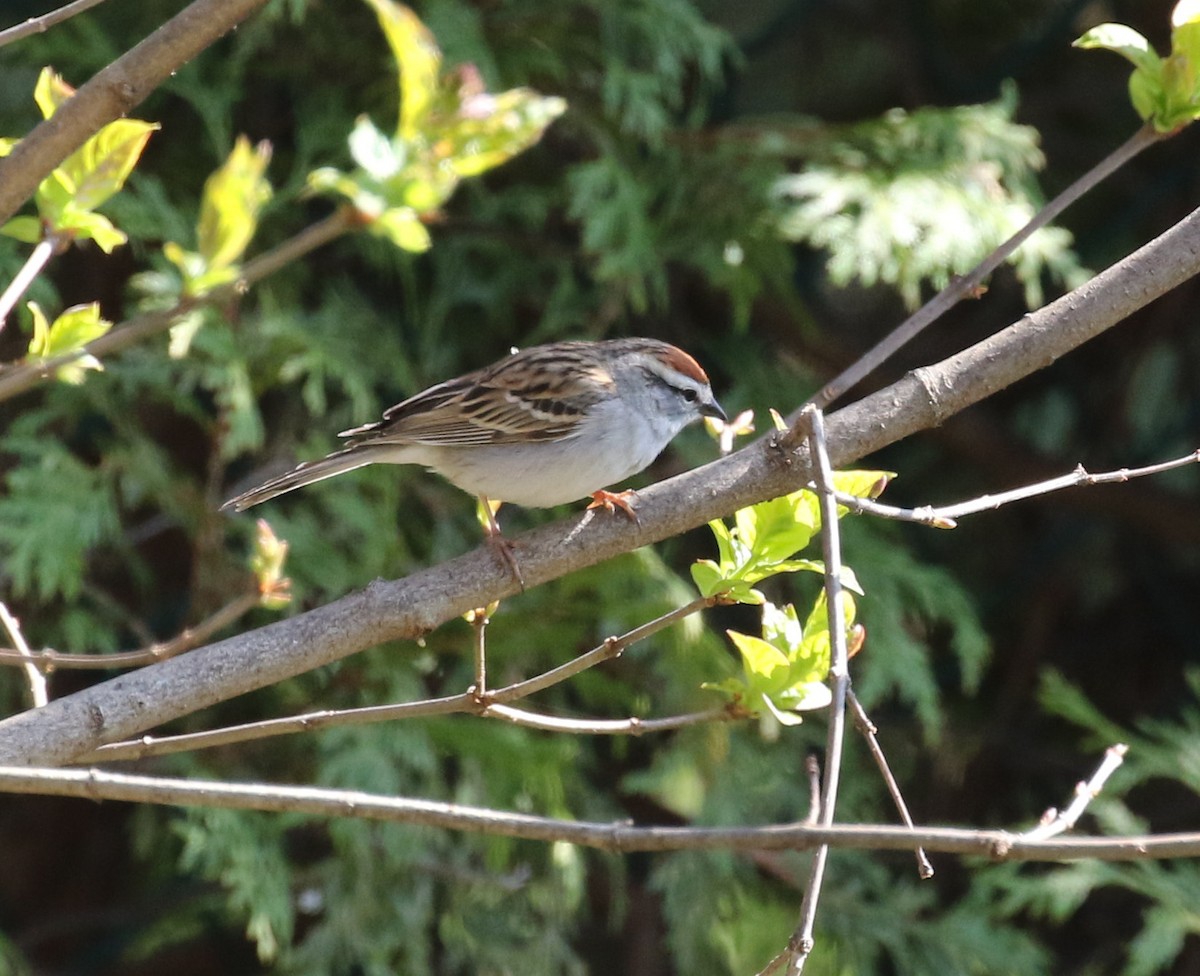 Chipping Sparrow - ML618342585