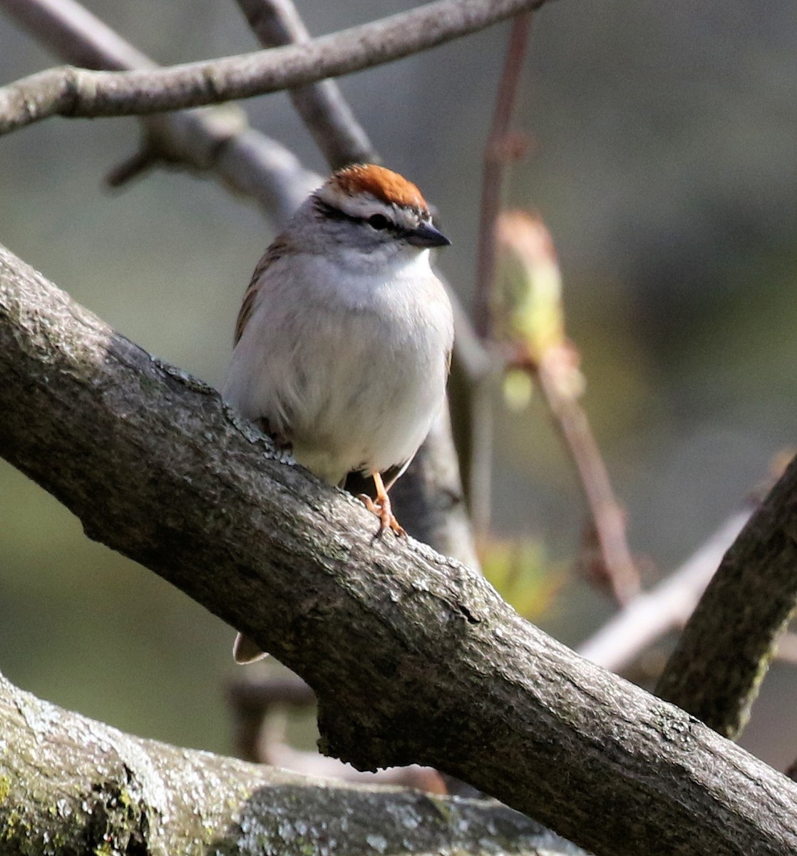 Chipping Sparrow - ML618342586