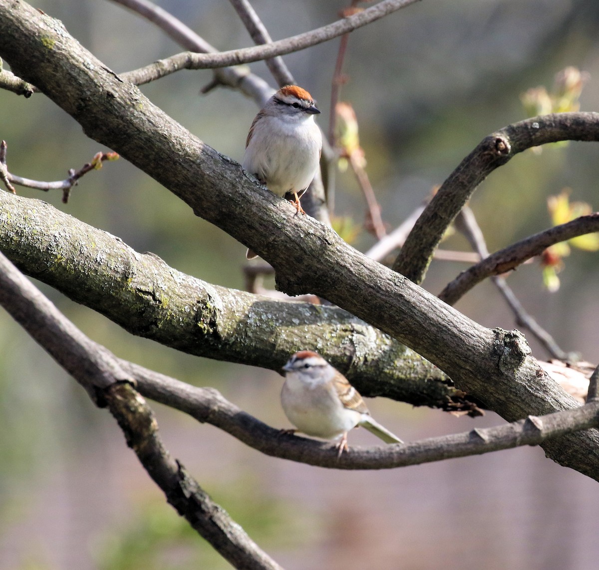 Chipping Sparrow - ML618342587